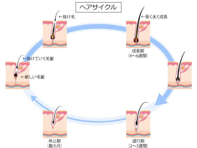 サムネイル:ヘアサイクル