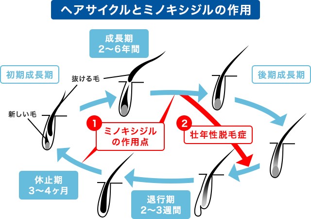 発毛とミノキシジルの作用機序