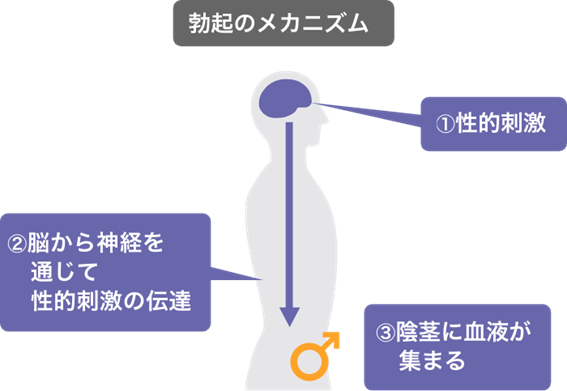 EDの初期症状