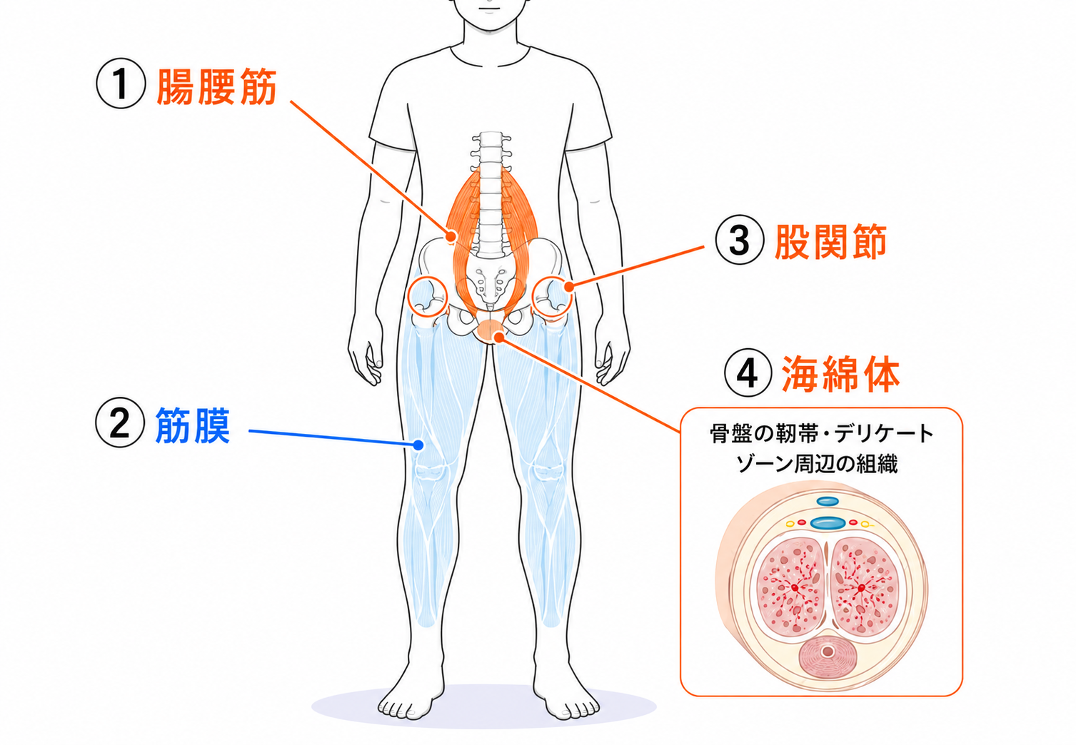 勃起力に関係する4つの部位の位置